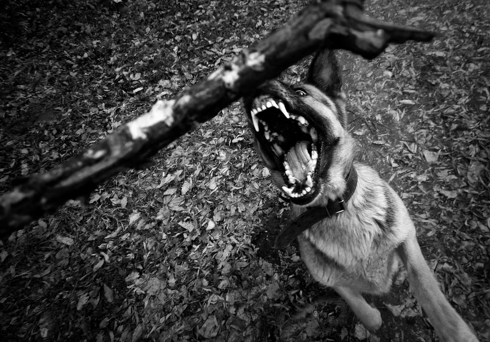 Dog Bite Lawyer Vienna, VA
